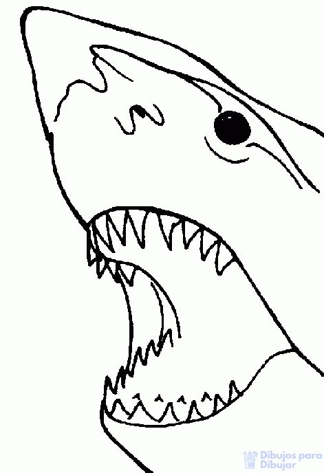 磊【+2250】Fáciles dibujos de Tiburones para dibujar ⚡️