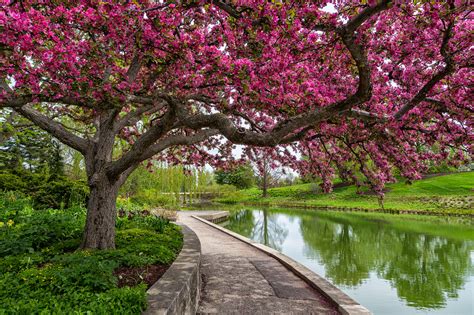 Anne Belmont Photography Spring Landscapes Of The Chicago Botanic Garden
