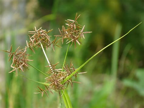 Rumput sarang buaya (ottochloa nodosa). Rumput Teki, Tanaman Liar Ini Memang Hama Tapi Banyak Manfaatnya Lho | Rumah123.com