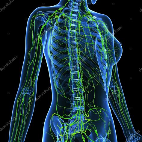 3d Art Illustration Of Lymphatic System Of Female — Stock Photo