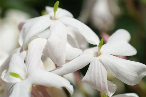 Two Free Photos Of A White Jasmine Flowers