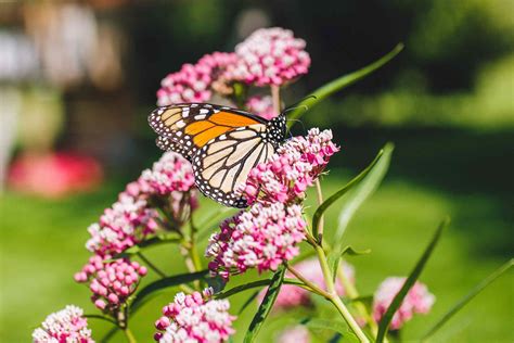 How To Grow And Care For Common Milkweed