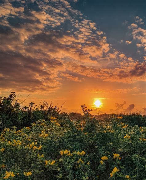 Poze Apus De Soare Dune Floare Nor Cer Atmosfera Ecoregiunii