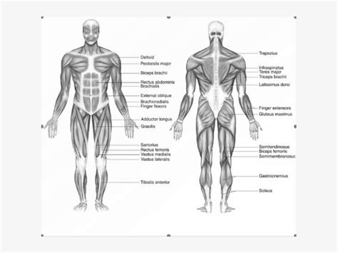 Examples of repetitive force include: Labelled Muscular System Front And Back - Muscular System ...