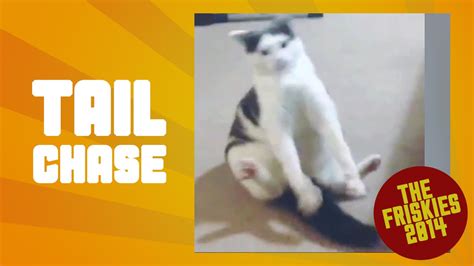 Funny Cat Chasing Tail The Friskies Awards 2014 Youtube