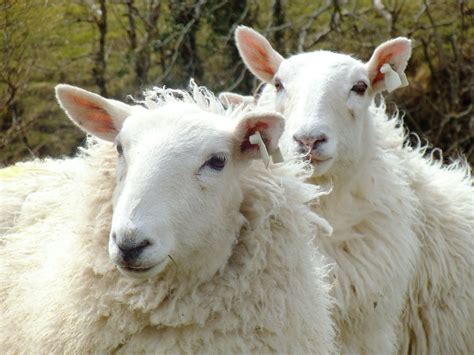 Cute Irish Sheep Baby Animals Animals Happy Animals