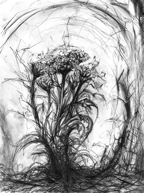 Plant Pencil Sketch By Roboellis On Deviantart