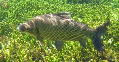 Curimatã Peixe Características Reprodução Alimentação Curiosidades