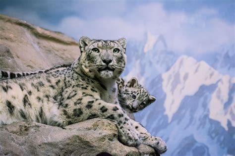 Snow Leopard Facts And Photos Snow Leopard Pictures Leopard