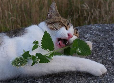I think it's a critter, not a bug. Can Cats Eat Catnip? - A Blog For Cat Owners Lovers