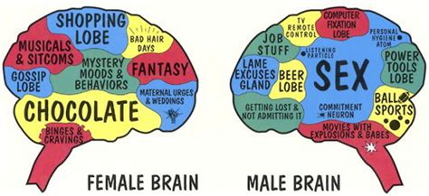 Male Brain Vs Female Brain Porn Sex Picture