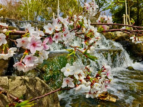 Blossoms And Waterfall Japan Forward