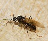 Swarmer Carpenter Ants Photos