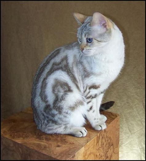 Marbled Bengal Cat Pictures Koratcapicturesny