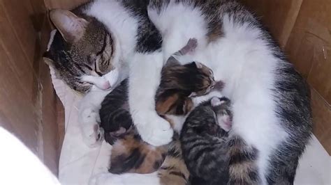 Mom Cat Hugs Newborn Kittens Having Nightmare Youtube