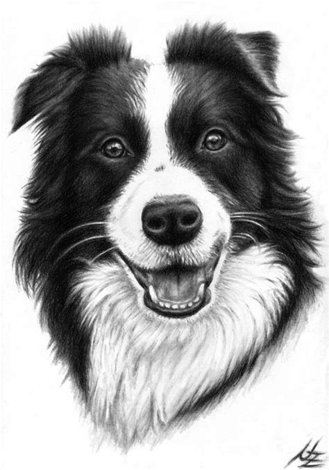 Border Collie Drawing By Nicole Zeug Pixels