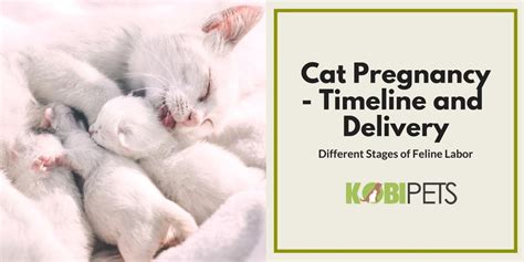 Cat Pregnancy Stages Week By Week