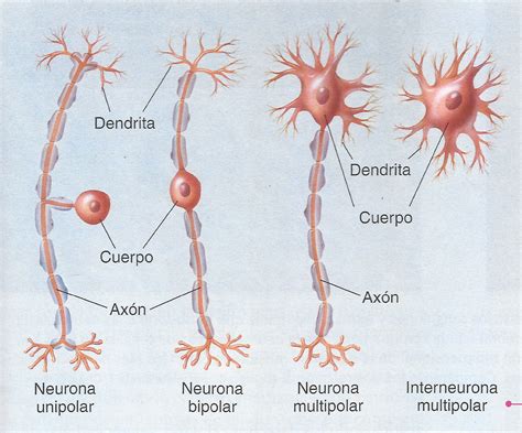 La Neurona Y Sus Partes Para Colorear