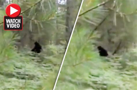 Bigfoot Sighting Mythical Creature Seems To Appear On