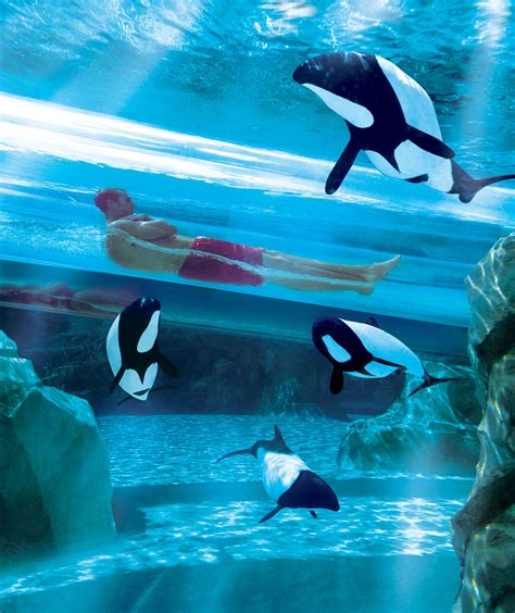 A Day At Discovery Cove Now Includes Admission To Seaworld Orlando And