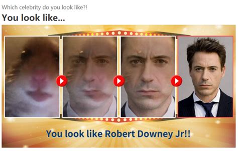Staring Hamster You Look Like Robert Downey Jr Which Celebrity Do