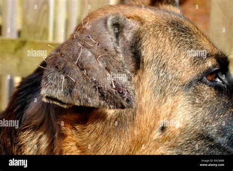 Outside Ear Flap Of German Shepherd Dog Recovering From Surgery On