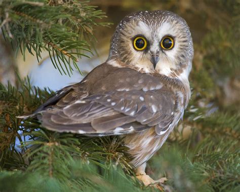 kane blog picz: Wallpaper Owl Cartoon