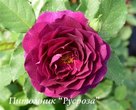 РОР САЖЕНЦЫ ПИТОМНИКА РОЗЫ Розы флорибунда Purple Eden Пёпл Идэн