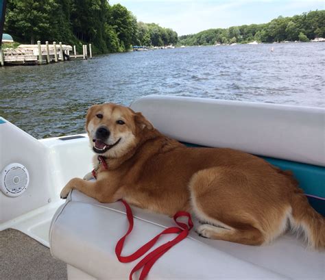 Dog On Boat Yahoo Image Search Results Dogs On Boats Catamaran