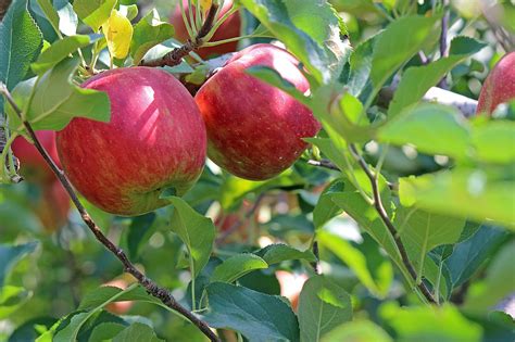 After the cold and dreary winter months, we take great delight and joy in watching spring burst forth in glorious splendor. The Five Best Fruit Trees To Plant In Ontario - Sequoia ...