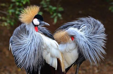 Grey Crowned Crane Source Extreme Crest Feathers 10