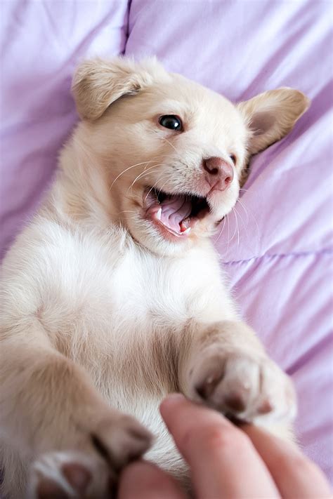 Webmd provides guidelines and helpful tips for housetraining your puppy. Aggressive Puppy - How To Recognize And Treat Puppy Aggression