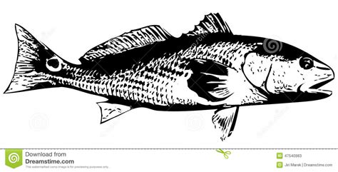 Download Redfish clipart 20 free Cliparts | Download images on Clipground 2020