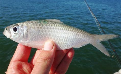 Florida Saltwater Fish Id Help Needed Identification