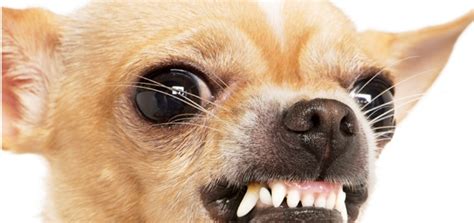 What happened to the bodies of martians? Why Growling is Good | Modern Dog magazine