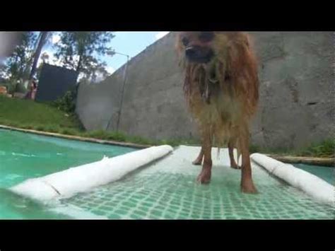 This is the first collapsible pet ramp in our arsenal. DIY dog ramp for the pool | Dog pool, Dog pool ramp, Diy dog stuff