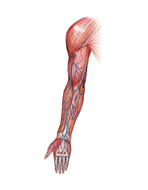 Venous System Of The Upper Limb Photograph By Asklepios Medical Atlas