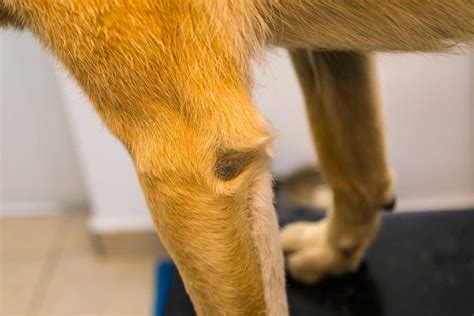 Dogs Elbow Is Bleeding Heres What You Need To Do