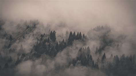 Download Foggy Forest Wallpaper By Msims78 Foggy Forest Wallpapers