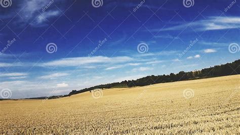 Countryside Stock Image Image Of Wheatfield Tree Blue 95853097