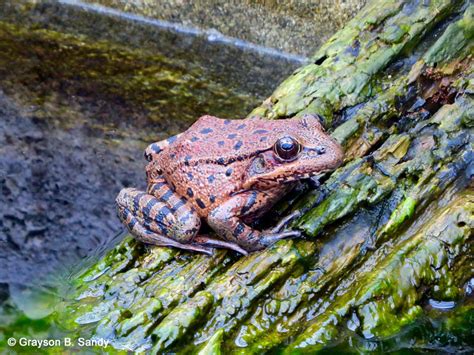 California Red Legged Frog Rana Draytonii