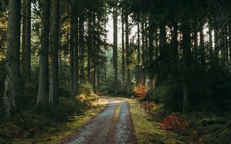 Download atlassian sourcetree latest version (2021) free for windows 10 pc/laptop. Download wallpaper 3840x2400 forest, road, pines, trees, nature 4k ultra hd 16:10 hd background