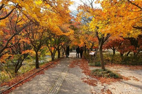 와치라탄 폭포와 왕과 왕비를 위한 탑을 비롯한 국립공원의 절경을 즐겨요. 단풍철 내장산국립공원 명칭 논란 - 노컷뉴스