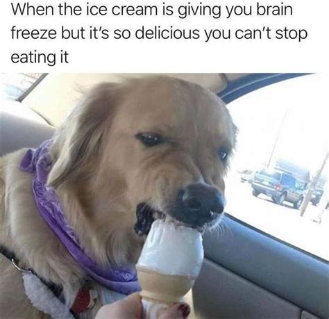 A Dog Sitting In The Back Seat Of A Car Eating An Ice Cream Cone