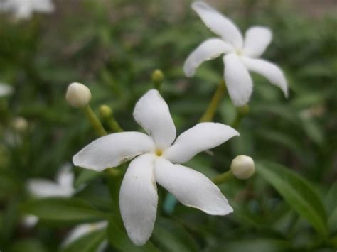 Free photo: Sampaguita Flowers - Blooming, Flower, Fragrance - Free ...