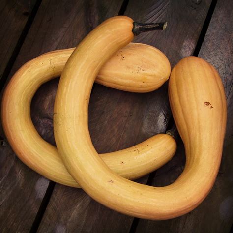 And is high in essential nutrients like potassium, manganese, and antioxidants like vitamin c and vitamin a. Squash- Tromboncino seeds | The Seed Collection