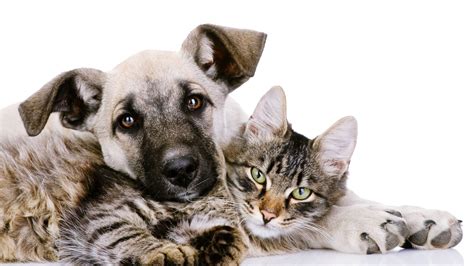 Sutterville, curtis park, college greens, bradshaw, rancho cordova, natomas, north highlands, fair oaks, carmichael, antelope, citrus heights, orangevale, roseville, rocklin, auburn, folsom, elk grove, west sacramento, woodland, placerville. Pet Health - Hillcrest Animal Clinic