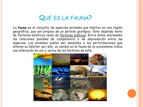 Flora Y Fauna Concepto Y Características Cuadro Comparativo