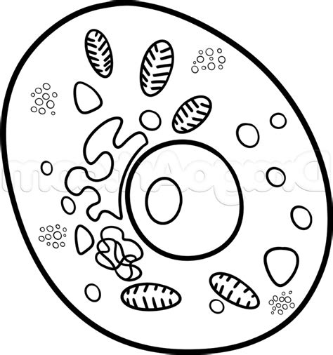 How To Draw Animal Cell In Easy Way How To Draw A Cell From An Animal