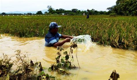 Banjir Di Ponorogo Rendam Hektar Lahan Pertanian